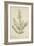 Lawsonia Spinosa, 1880-1900-null-Framed Giclee Print