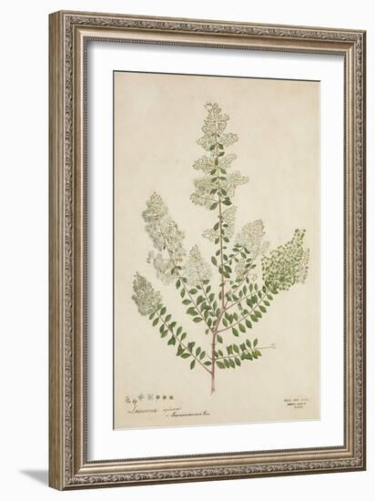 Lawsonia Spinosa, 1880-1900-null-Framed Giclee Print