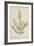 Lawsonia Spinosa, 1880-1900-null-Framed Giclee Print