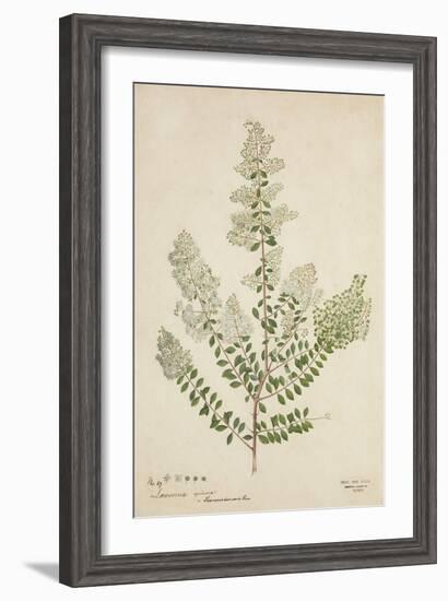 Lawsonia Spinosa, 1880-1900-null-Framed Giclee Print