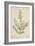 Lawsonia Spinosa, 1880-1900-null-Framed Giclee Print