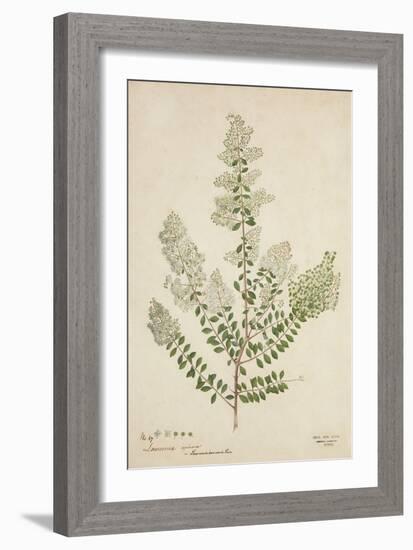 Lawsonia Spinosa, 1880-1900-null-Framed Giclee Print