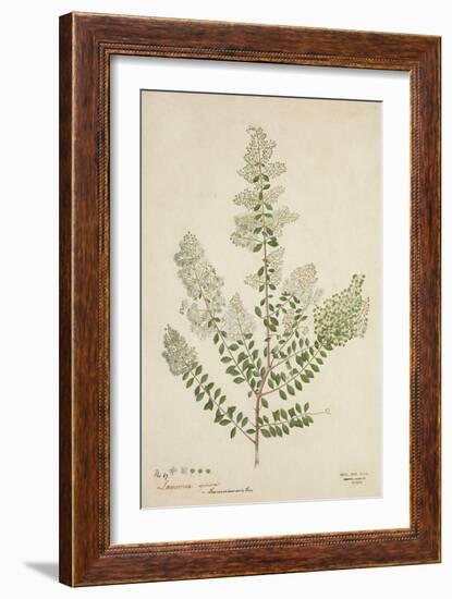 Lawsonia Spinosa, 1880-1900-null-Framed Giclee Print