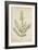 Lawsonia Spinosa, 1880-1900-null-Framed Giclee Print