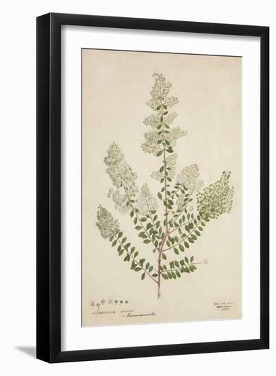 Lawsonia Spinosa, 1880-1900-null-Framed Giclee Print