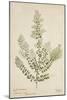 Lawsonia Spinosa, 1880-1900-null-Mounted Giclee Print