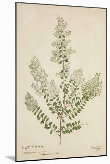 Lawsonia Spinosa, 1880-1900-null-Mounted Giclee Print