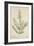 Lawsonia Spinosa, 1880-1900-null-Framed Giclee Print