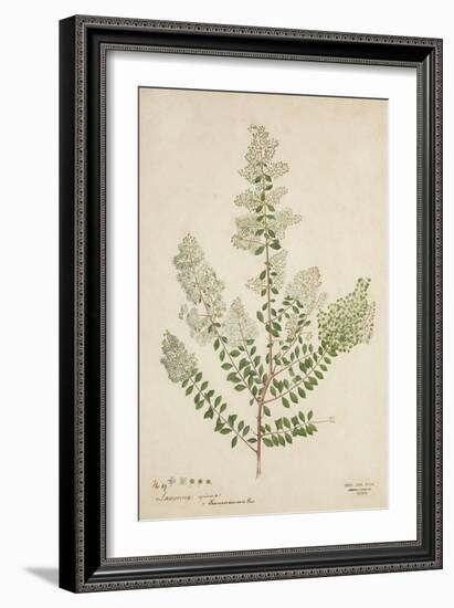 Lawsonia Spinosa, 1880-1900-null-Framed Giclee Print