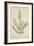 Lawsonia Spinosa, 1880-1900-null-Framed Giclee Print