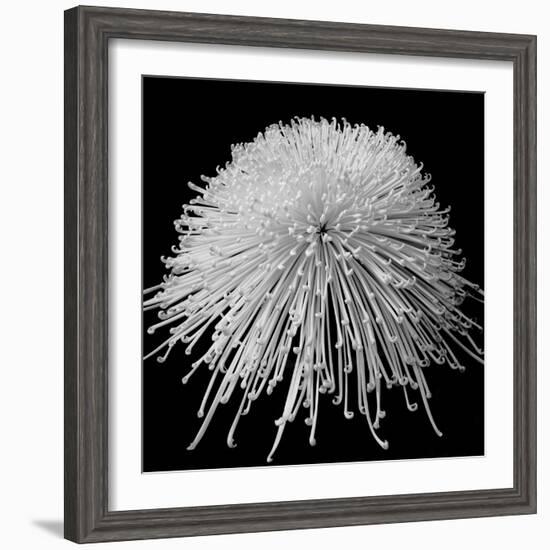 Laydy Chrysantha Punk, 2009-Hiroyuki Arakawa-Framed Photographic Print