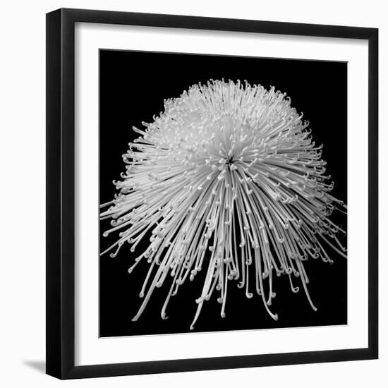 Laydy Chrysantha Punk, 2009-Hiroyuki Arakawa-Framed Photographic Print