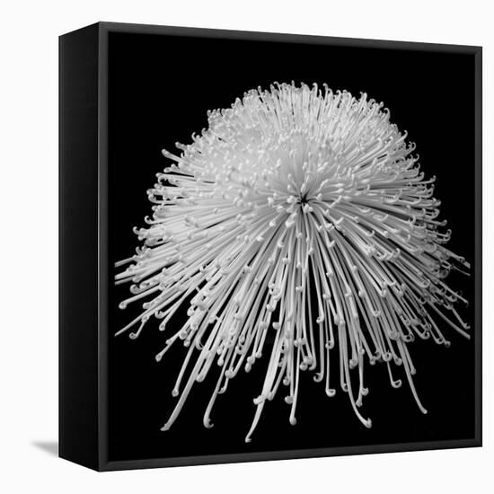 Laydy Chrysantha Punk, 2009-Hiroyuki Arakawa-Framed Premier Image Canvas