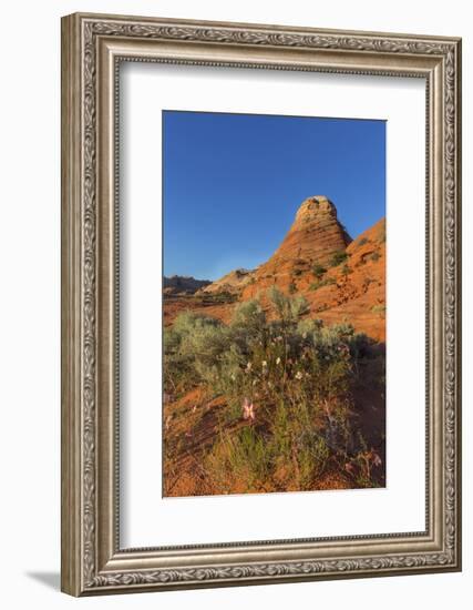 Layered Sandstone and Flowers, Vermillion Cliffs Wilderness, Arizona-Chuck Haney-Framed Photographic Print