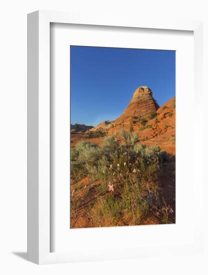 Layered Sandstone and Flowers, Vermillion Cliffs Wilderness, Arizona-Chuck Haney-Framed Photographic Print