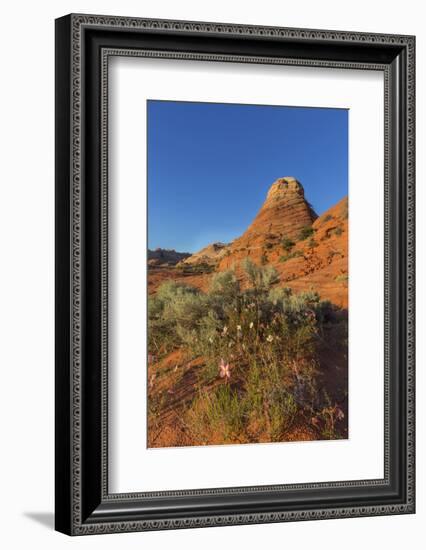 Layered Sandstone and Flowers, Vermillion Cliffs Wilderness, Arizona-Chuck Haney-Framed Photographic Print