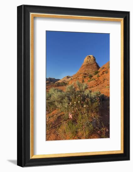 Layered Sandstone and Flowers, Vermillion Cliffs Wilderness, Arizona-Chuck Haney-Framed Photographic Print