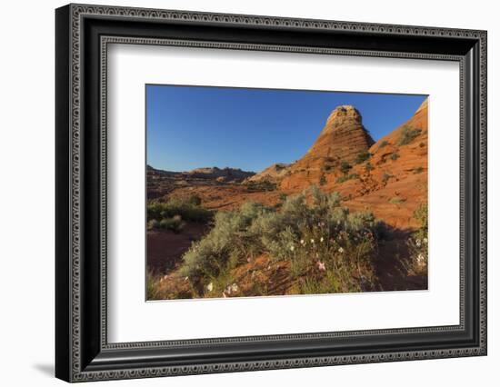 Layered Sandstone and Flowers, Vermillion Cliffs Wilderness, Arizona-Chuck Haney-Framed Photographic Print