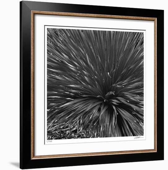 Layers of Yuca-Edward Asher-Framed Giclee Print