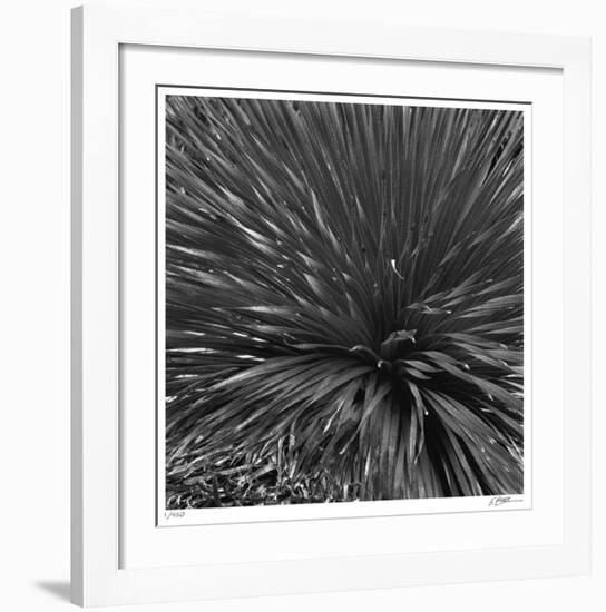 Layers of Yuca-Edward Asher-Framed Giclee Print