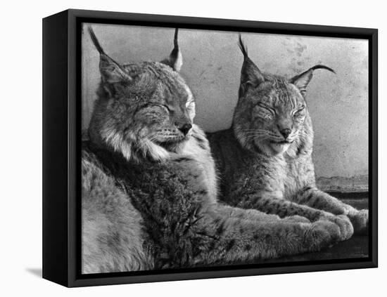 "Laying in Noonday Sun" Beautiful Pair of Northern Lynx Effected by Sudden Warm Spell-null-Framed Premier Image Canvas