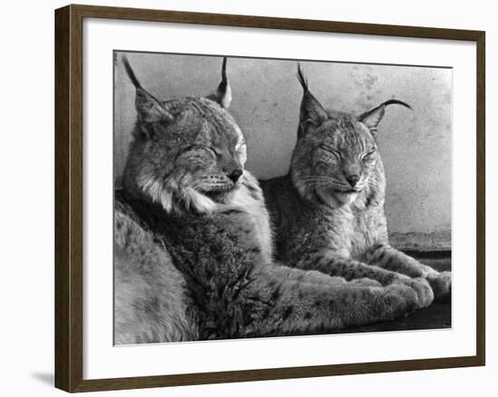 "Laying in Noonday Sun" Beautiful Pair of Northern Lynx Effected by Sudden Warm Spell-null-Framed Photographic Print