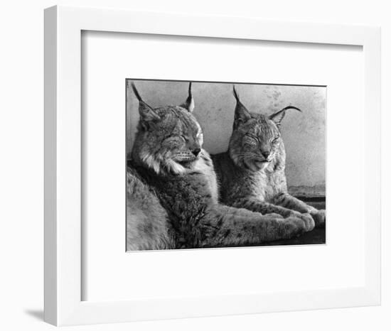 "Laying in Noonday Sun" Beautiful Pair of Northern Lynx Effected by Sudden Warm Spell-null-Framed Photographic Print