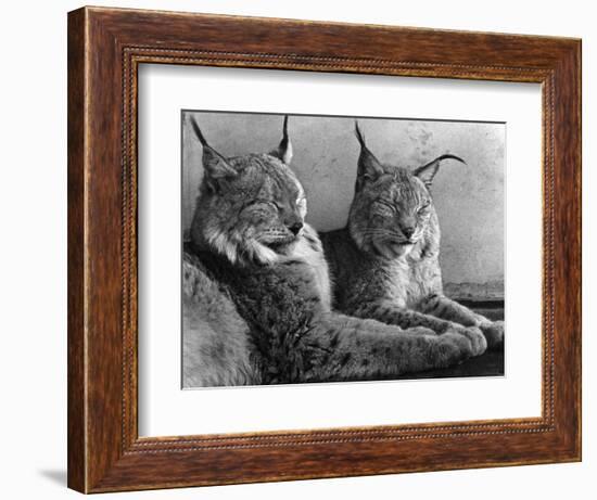 "Laying in Noonday Sun" Beautiful Pair of Northern Lynx Effected by Sudden Warm Spell-null-Framed Photographic Print