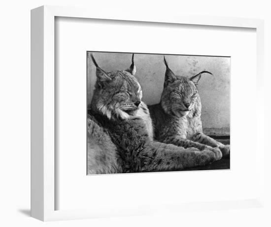 "Laying in Noonday Sun" Beautiful Pair of Northern Lynx Effected by Sudden Warm Spell-null-Framed Photographic Print