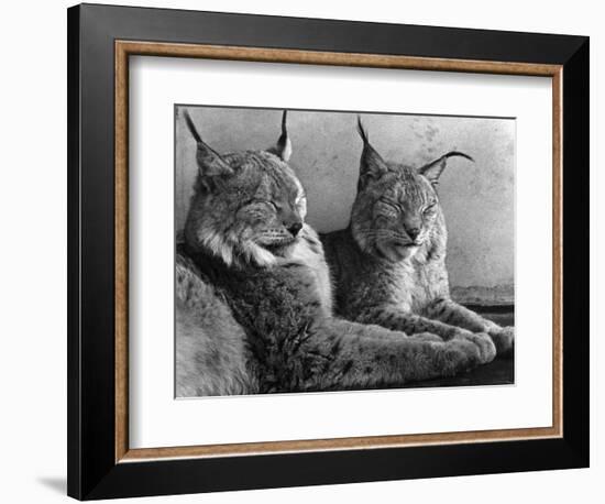 "Laying in Noonday Sun" Beautiful Pair of Northern Lynx Effected by Sudden Warm Spell-null-Framed Photographic Print