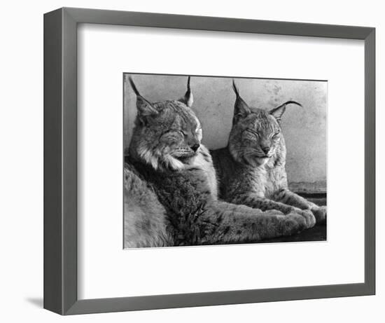 "Laying in Noonday Sun" Beautiful Pair of Northern Lynx Effected by Sudden Warm Spell-null-Framed Photographic Print