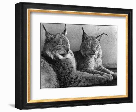 "Laying in Noonday Sun" Beautiful Pair of Northern Lynx Effected by Sudden Warm Spell-null-Framed Photographic Print