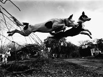 Dogs Leaping Over Wire Fence-Layne Kennedy-Photographic Print
