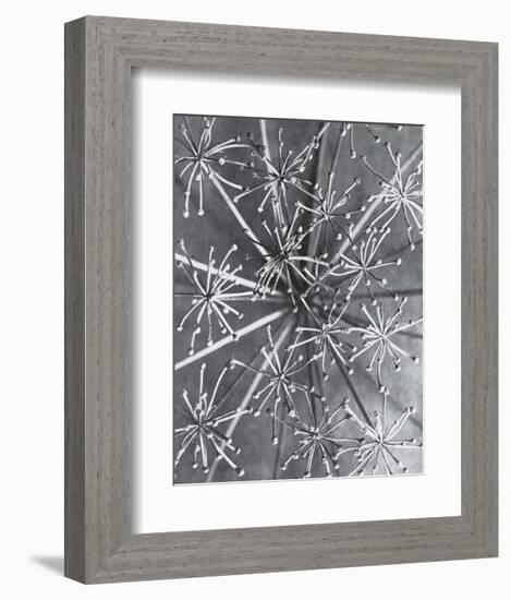 Lazerwort-Karl Blossfeldt-Framed Art Print