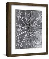 Lazerwort-Karl Blossfeldt-Framed Art Print