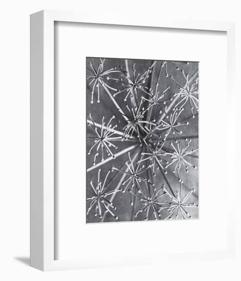 Lazerwort-Karl Blossfeldt-Framed Art Print