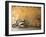 Lazise, Lago Di Garda, Veneto, Italy-Demetrio Carrasco-Framed Photographic Print