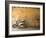 Lazise, Lago Di Garda, Veneto, Italy-Demetrio Carrasco-Framed Photographic Print