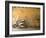 Lazise, Lago Di Garda, Veneto, Italy-Demetrio Carrasco-Framed Photographic Print