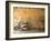 Lazise, Lago Di Garda, Veneto, Italy-Demetrio Carrasco-Framed Photographic Print