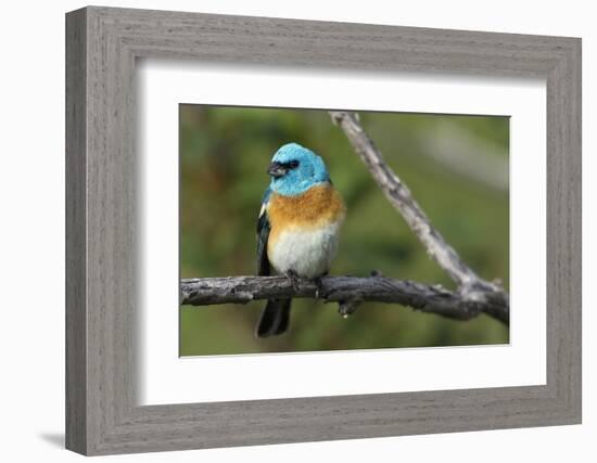 Lazuli Bunting Male-Ken Archer-Framed Photographic Print