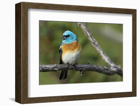 Lazuli Bunting Male-Ken Archer-Framed Photographic Print