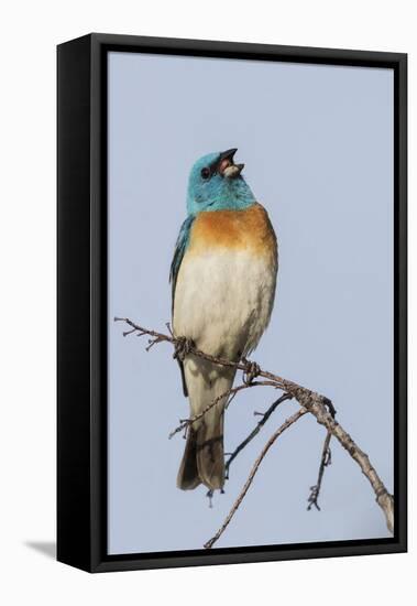 Lazuli bunting singing-Ken Archer-Framed Premier Image Canvas