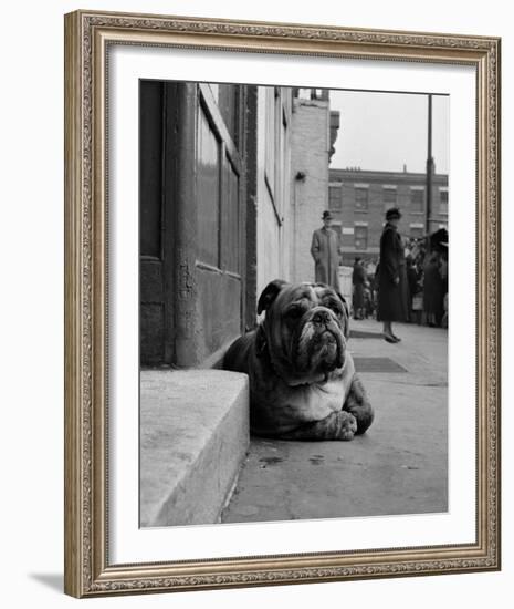Lazy Bulldog at Camden Town-John Gay-Framed Art Print
