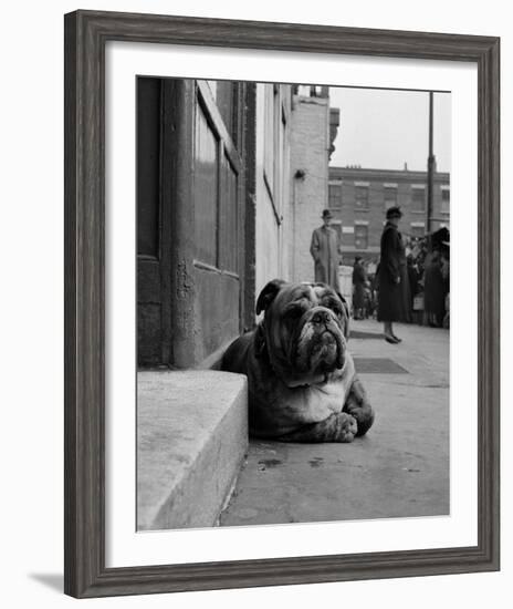 Lazy Bulldog at Camden Town-John Gay-Framed Art Print