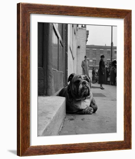 Lazy Bulldog at Camden Town-John Gay-Framed Art Print