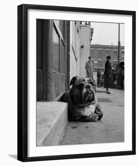 Lazy Bulldog at Camden Town-John Gay-Framed Art Print