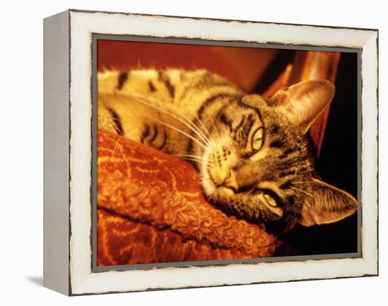 Lazy Cat on the Sofa-Winfred Evers-Framed Premier Image Canvas