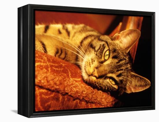 Lazy Cat on the Sofa-Winfred Evers-Framed Premier Image Canvas