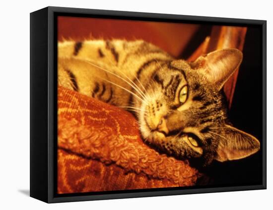 Lazy Cat on the Sofa-Winfred Evers-Framed Premier Image Canvas